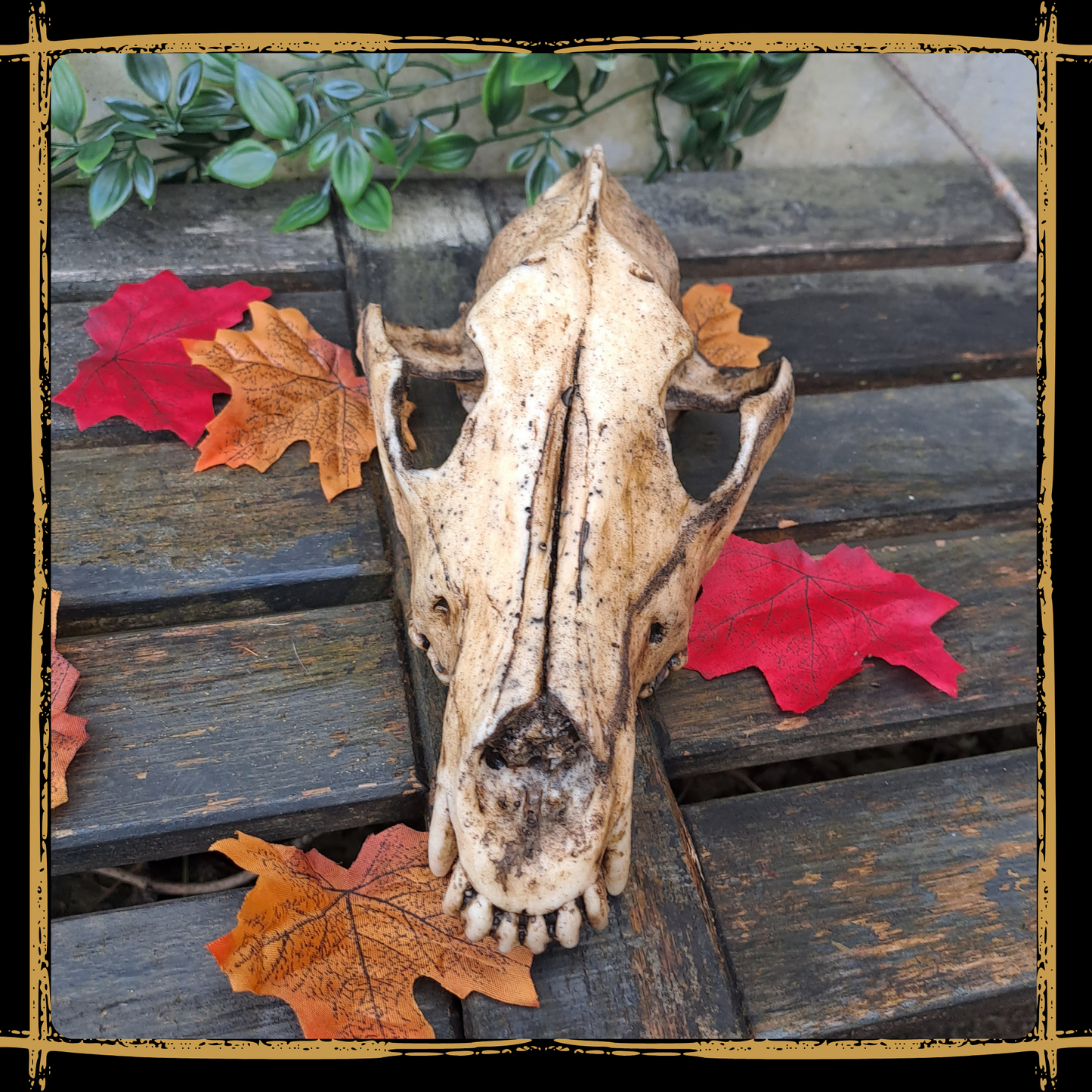 Skull Wolf