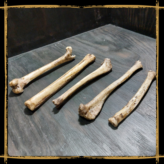 Set Of Small Bones