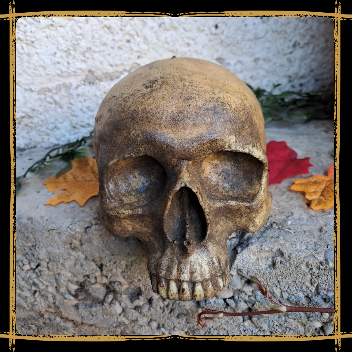 Skull Human Half