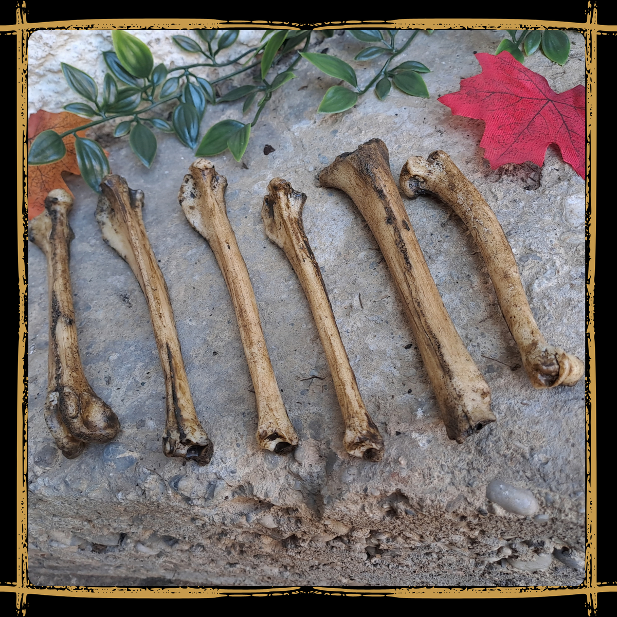 Set Of Small Bones