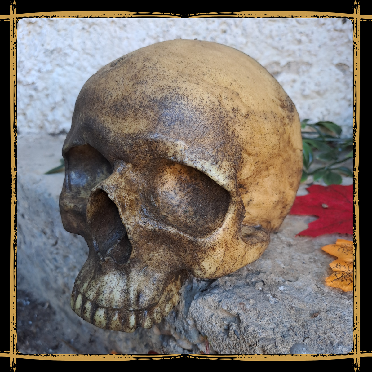 Skull Human Half