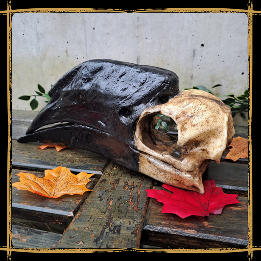 Skull Hornbill
