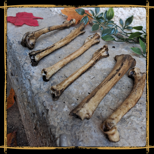 Set Of Small Bones