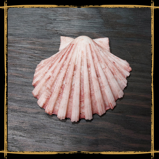 Seashell