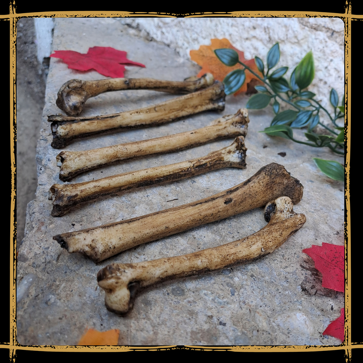 Set Of Small Bones