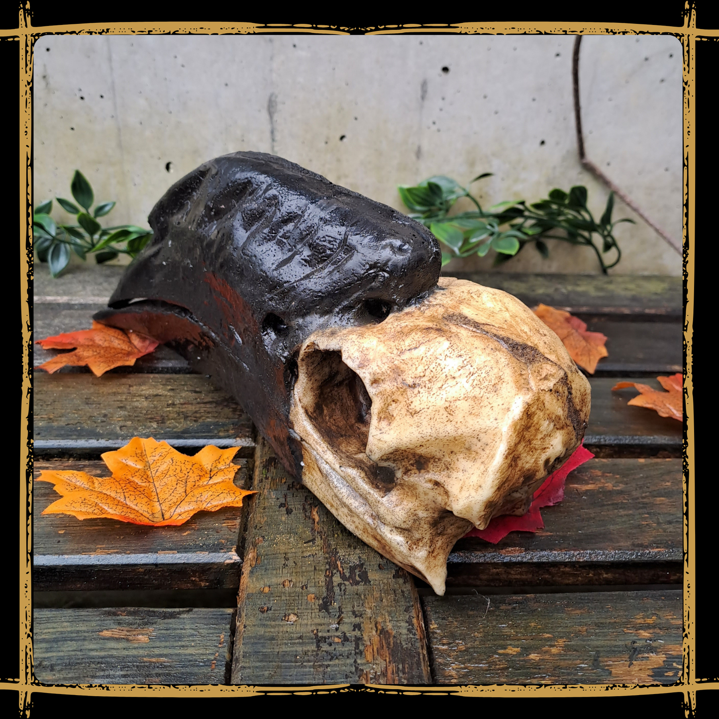 Skull Hornbill