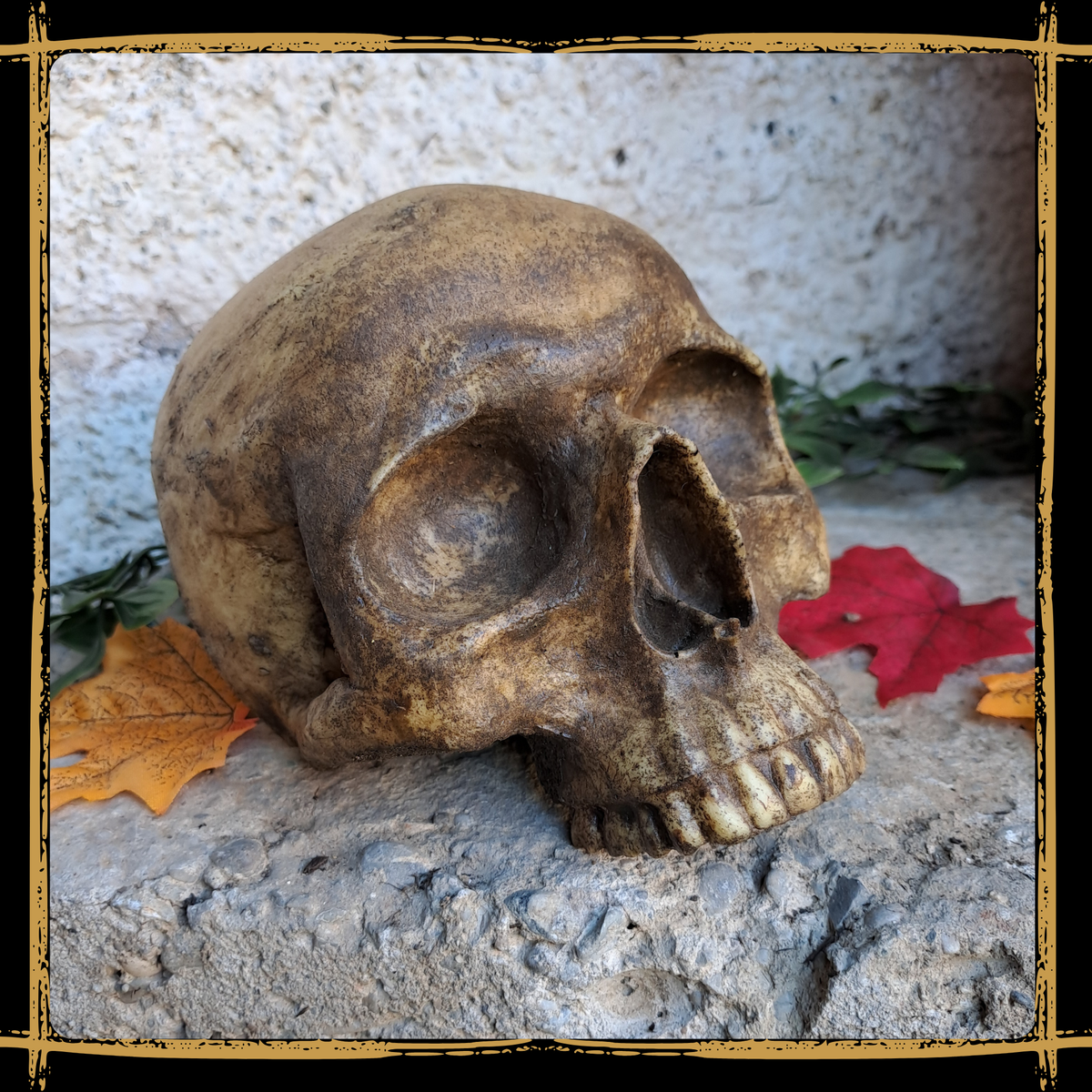 Skull Human Half