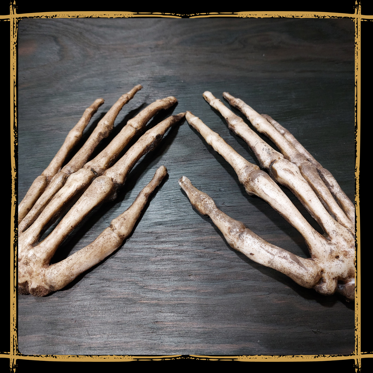 Human Skeleton Hands