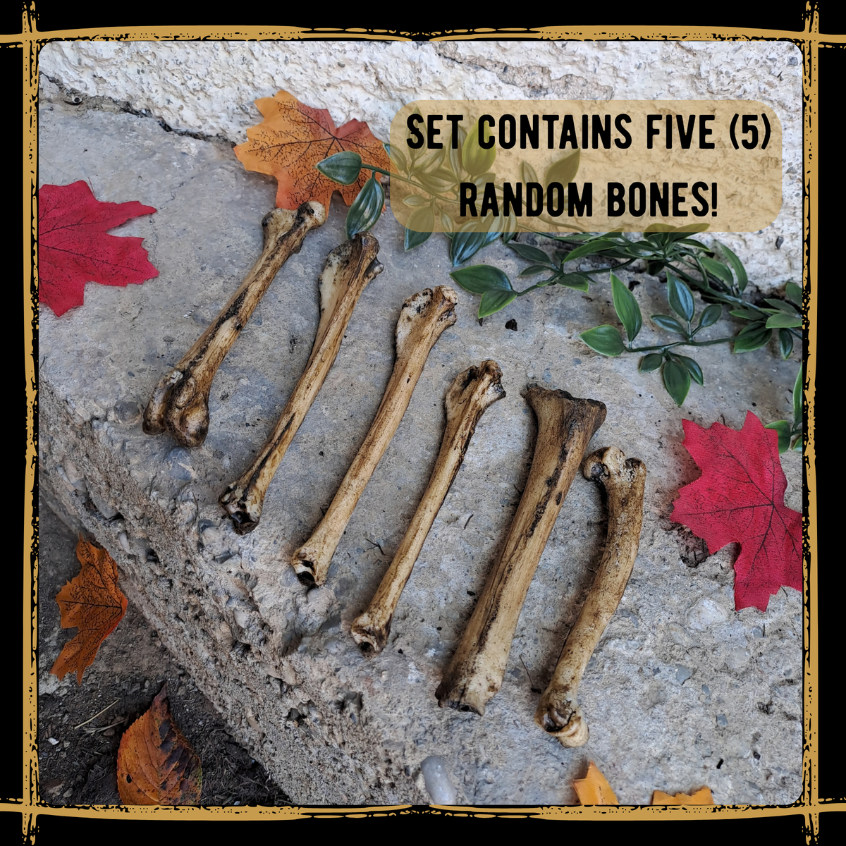 Set Of Small Bones