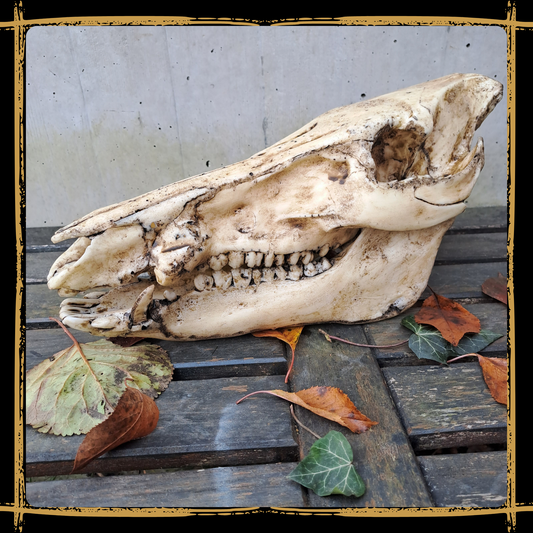 Skull Boar