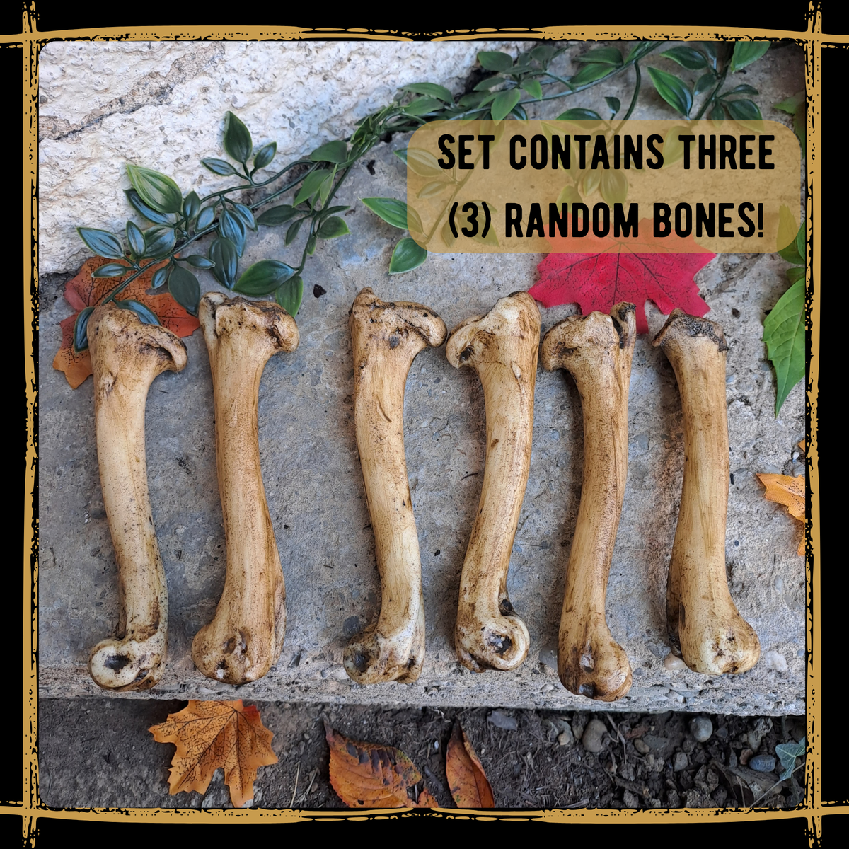 Set Of Medium Bones